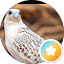عبدالله الفريدي (الفريدي)